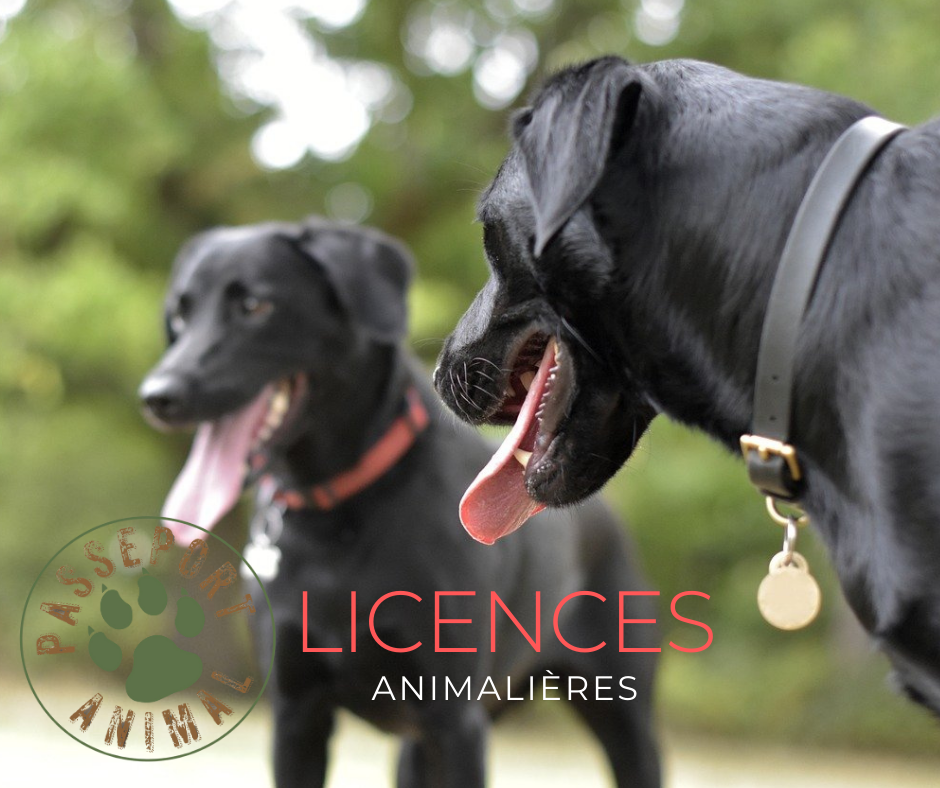passeport-animal-licences